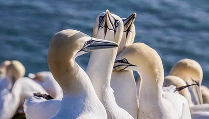 乐鱼体育APP官方下载-刚果完成惊天逆袭，力挫瑞典晋级，刚果 刚果共和国