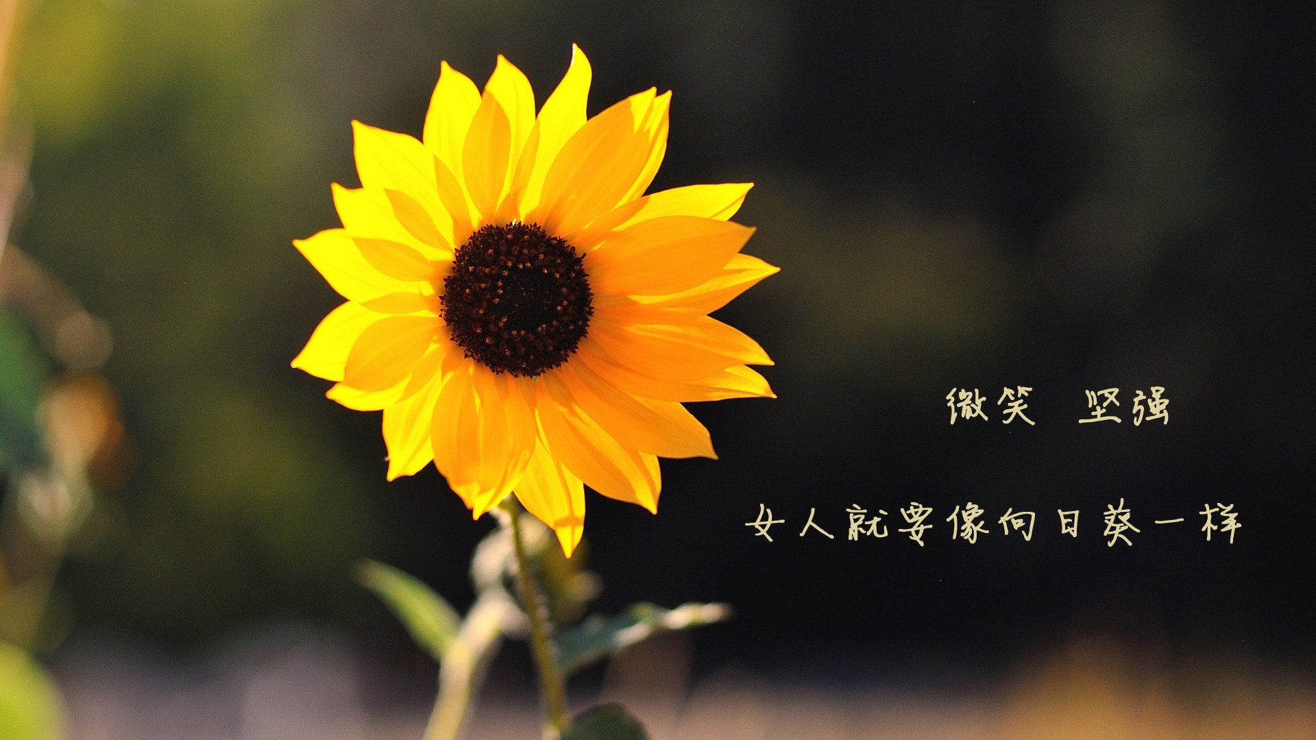 斯洛伐克女篮在欧洲预赛中表现优异，战略布局逐步成熟，斯洛伐克欧洲杯预选赛比赛结果