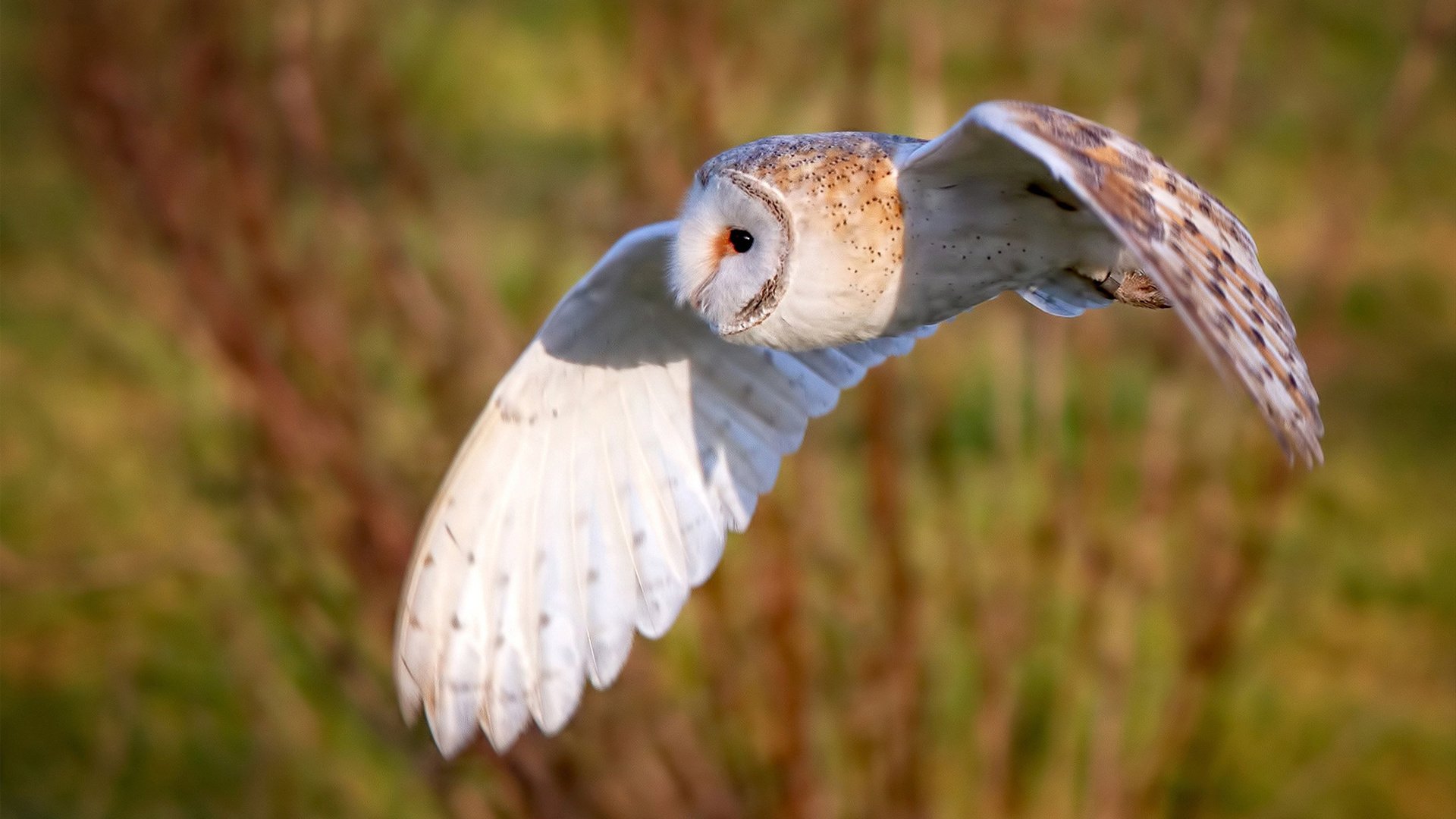 退役球星成立个人篮球学院致力培养草根球员走向职业赛场，篮球球星退役视频